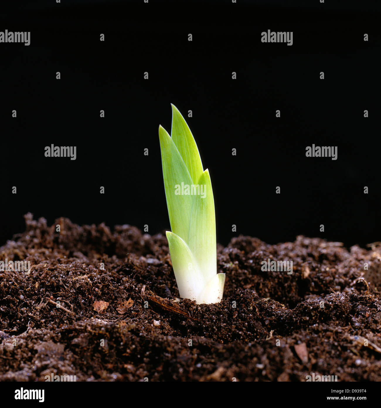 A sprout of a yellow iris Stock Photo Alamy