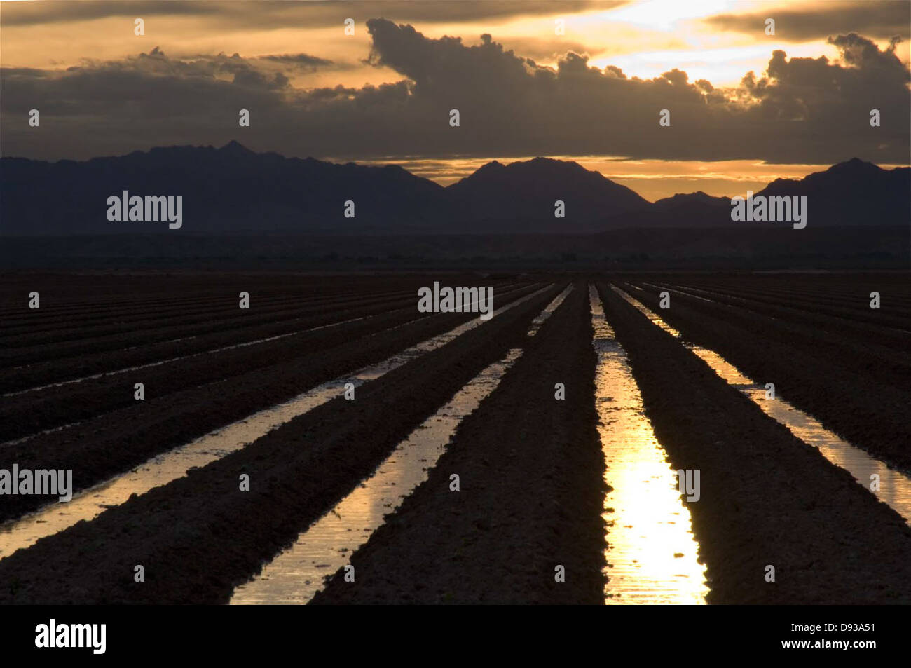 Agricultural Field near Blythe, CA Stock Photo Alamy