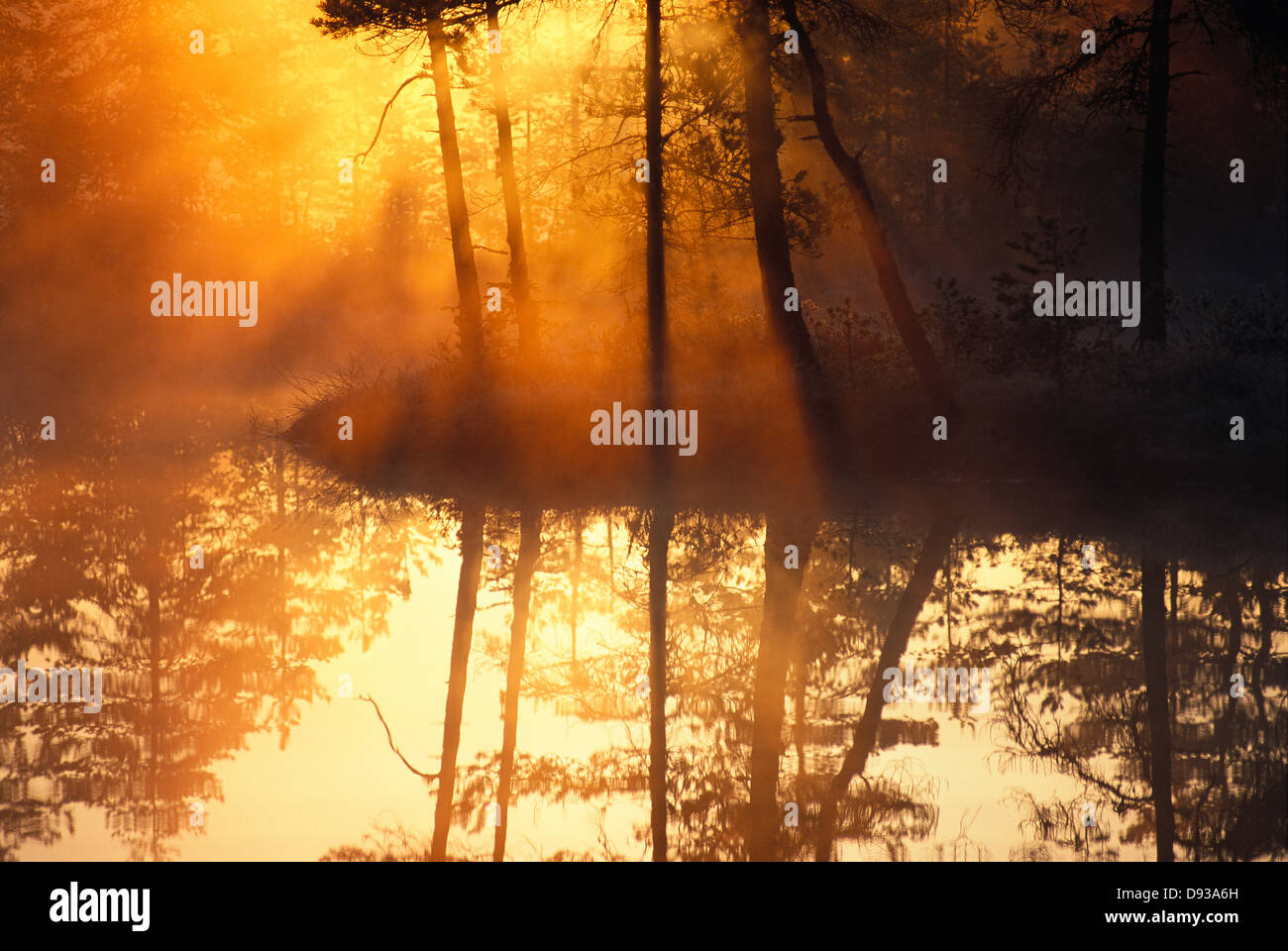 Sunlight over a swamp. Stock Photo