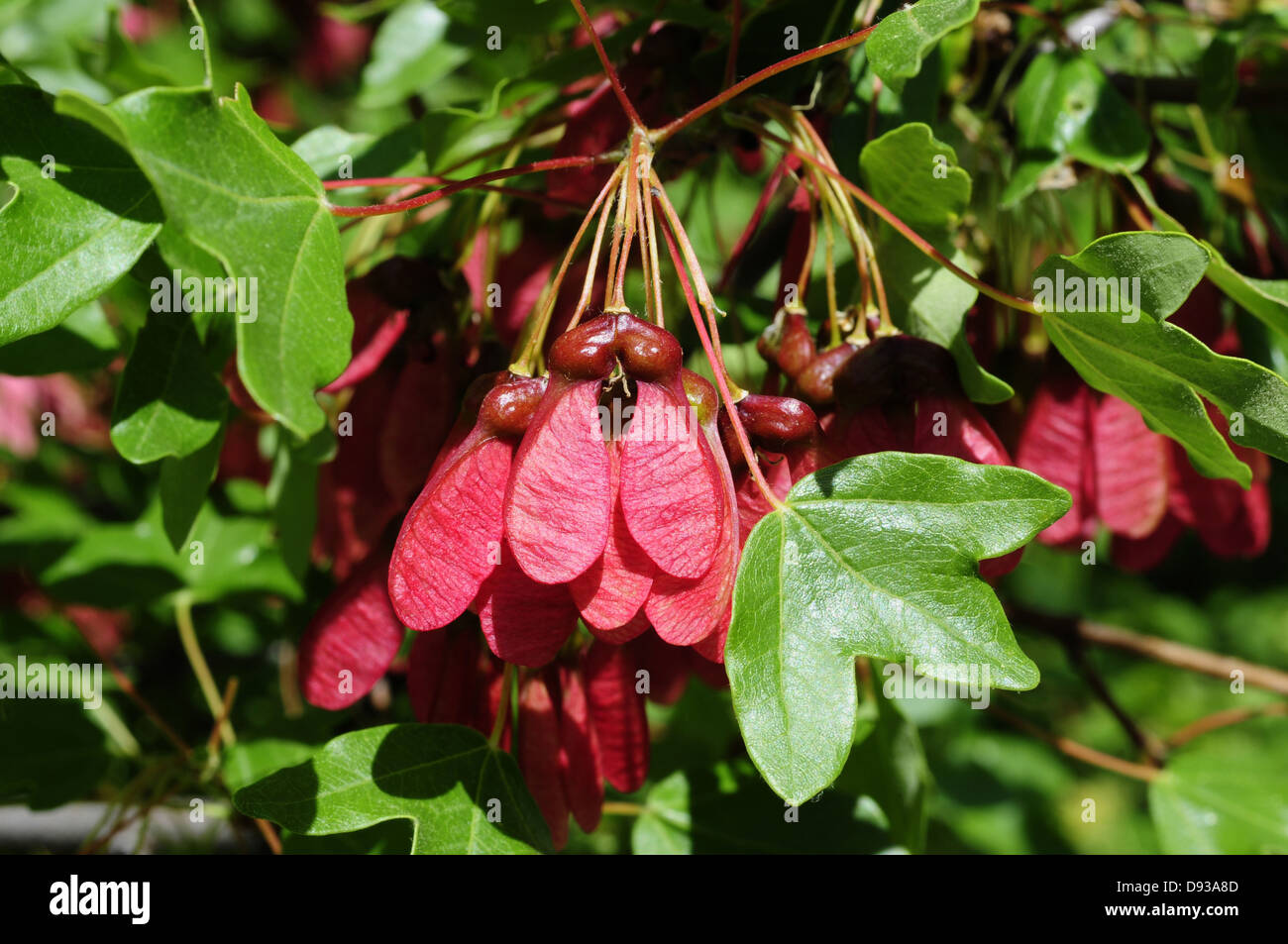montpellier-maple-acer-monspessulanum-thrace-greece-stock-photo-alamy