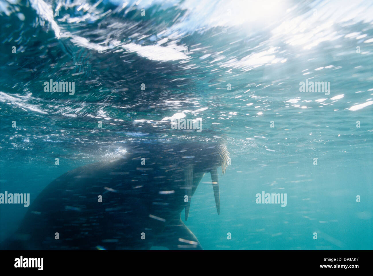 Walrus in water Stock Photo - Alamy
