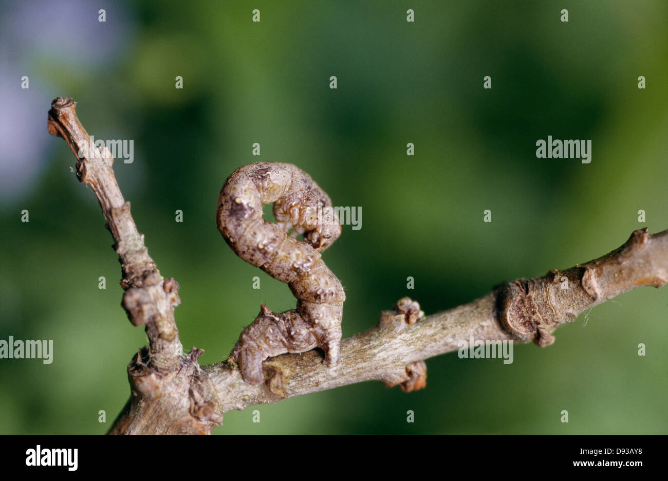 Caterpillar on twig, close-up Stock Photo - Alamy