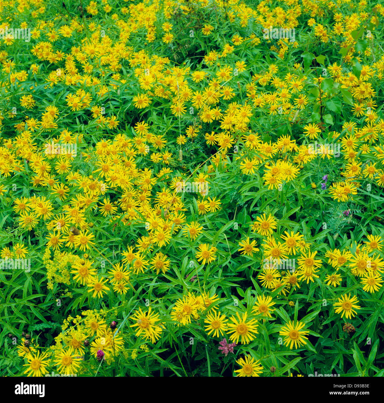 Inula salicina on green grass, full frame Stock Photo