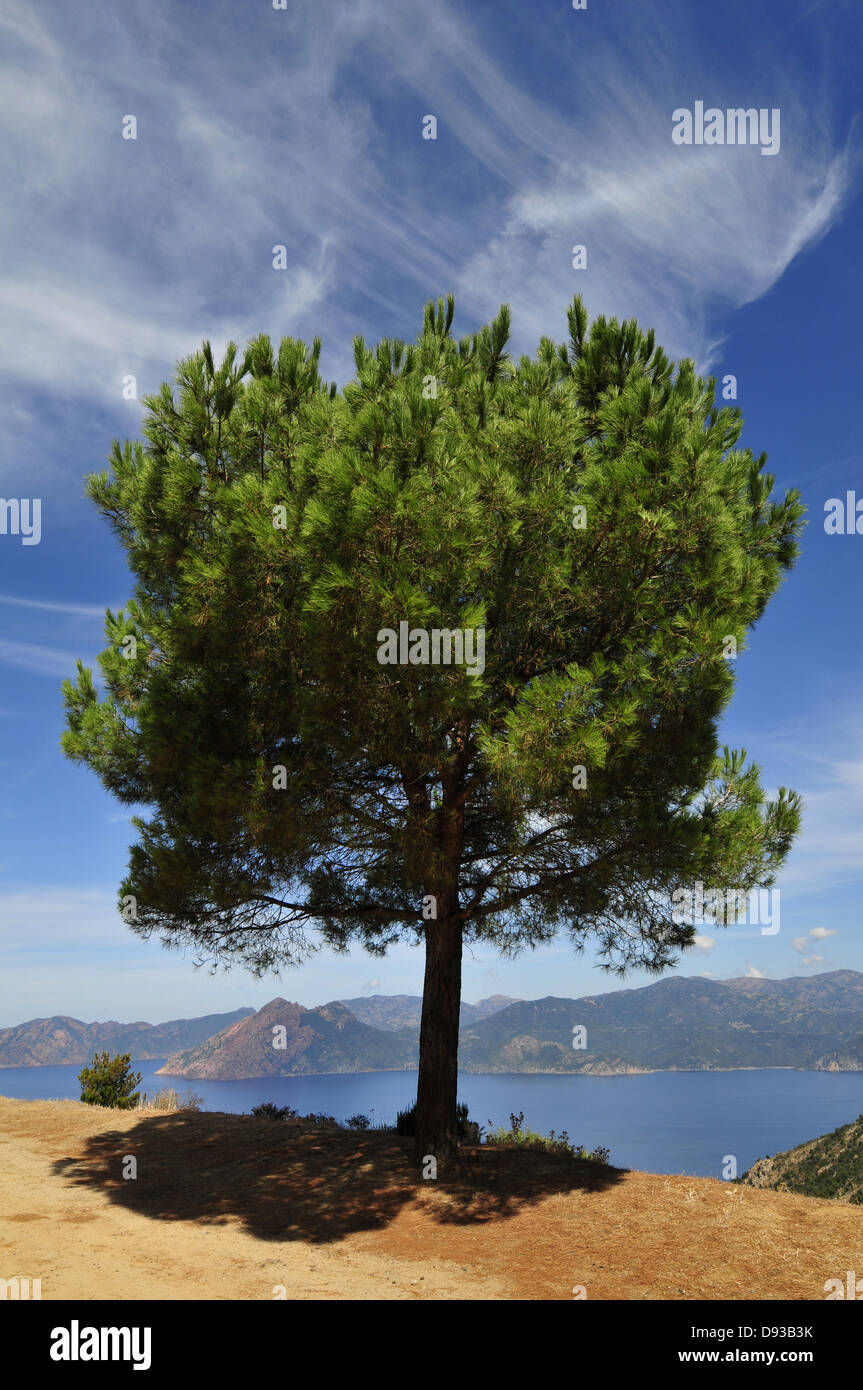 Pine at the Golfe de Porto, Les Deux-Sevi, Corse-du-Sud, Corsica, France Stock Photo