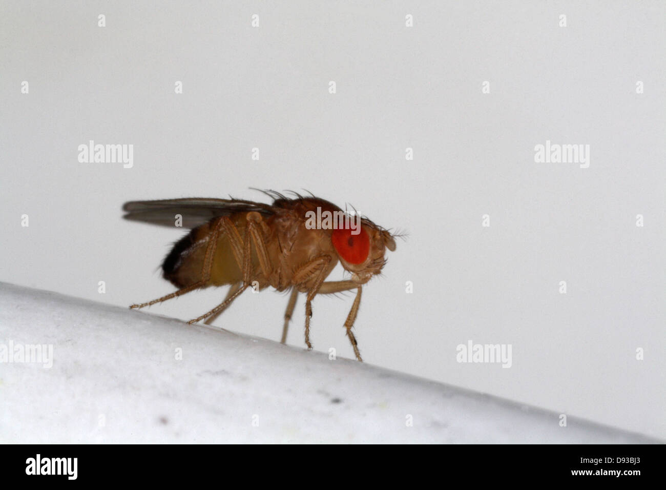 Drosophila melanogaster on a plate, close-up, Sweden. Stock Photo