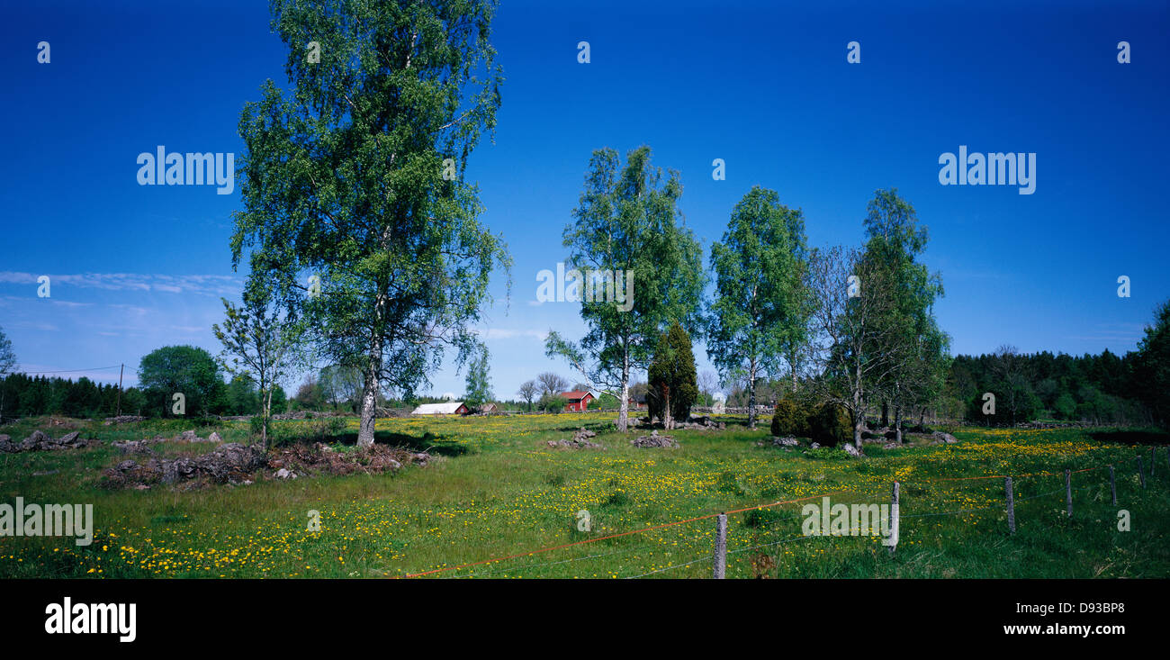 Trees and house on landscape Stock Photo - Alamy