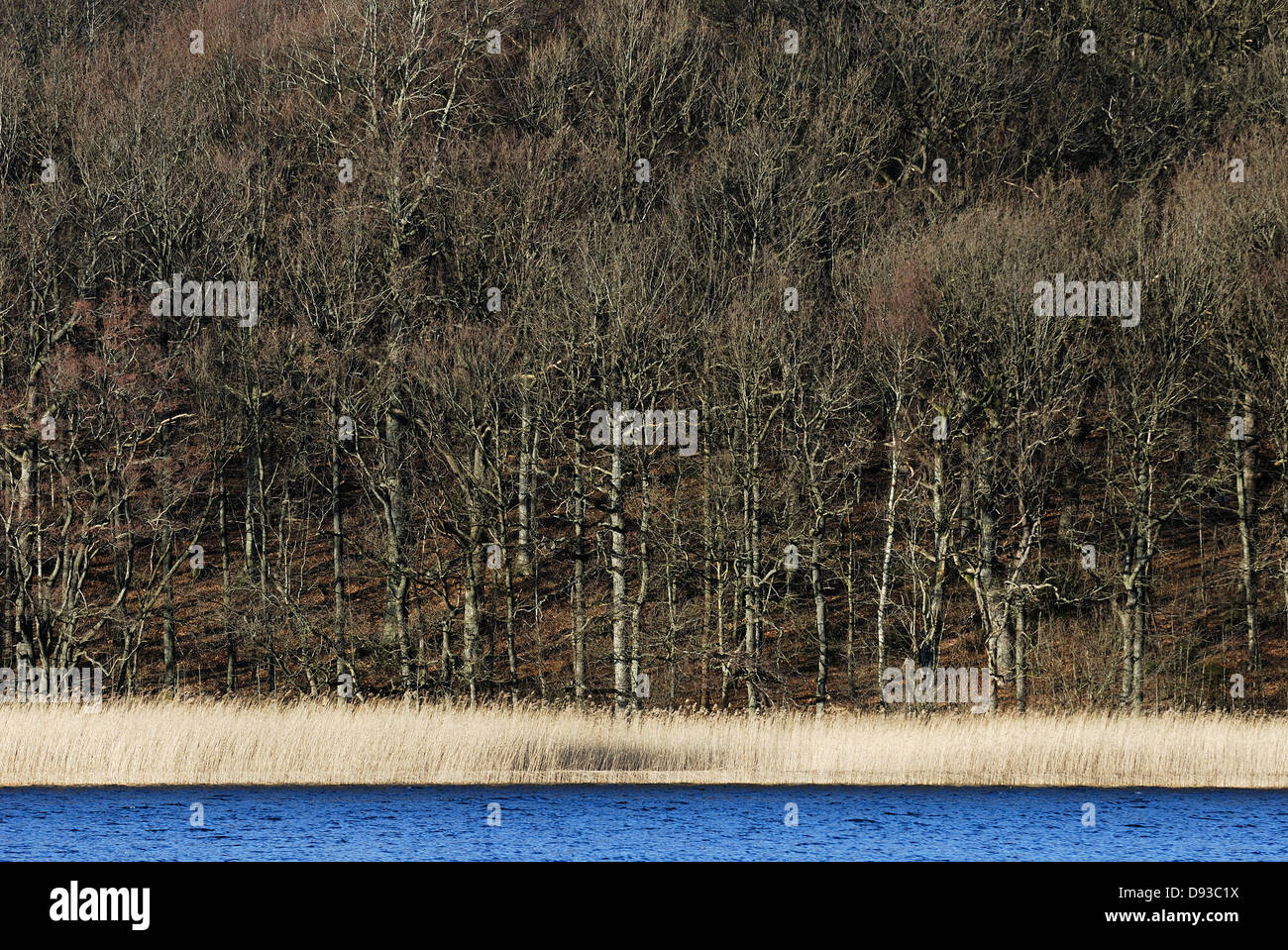 Reeds, Radasjon, Vastergotland, Sweden. Stock Photo