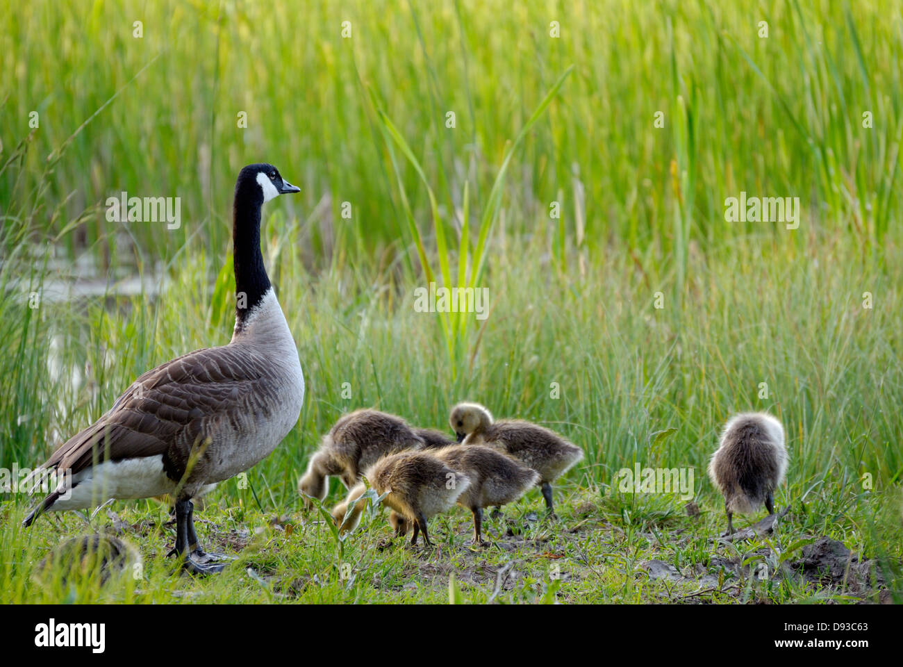 canada goose in sweden canada goose in sweden