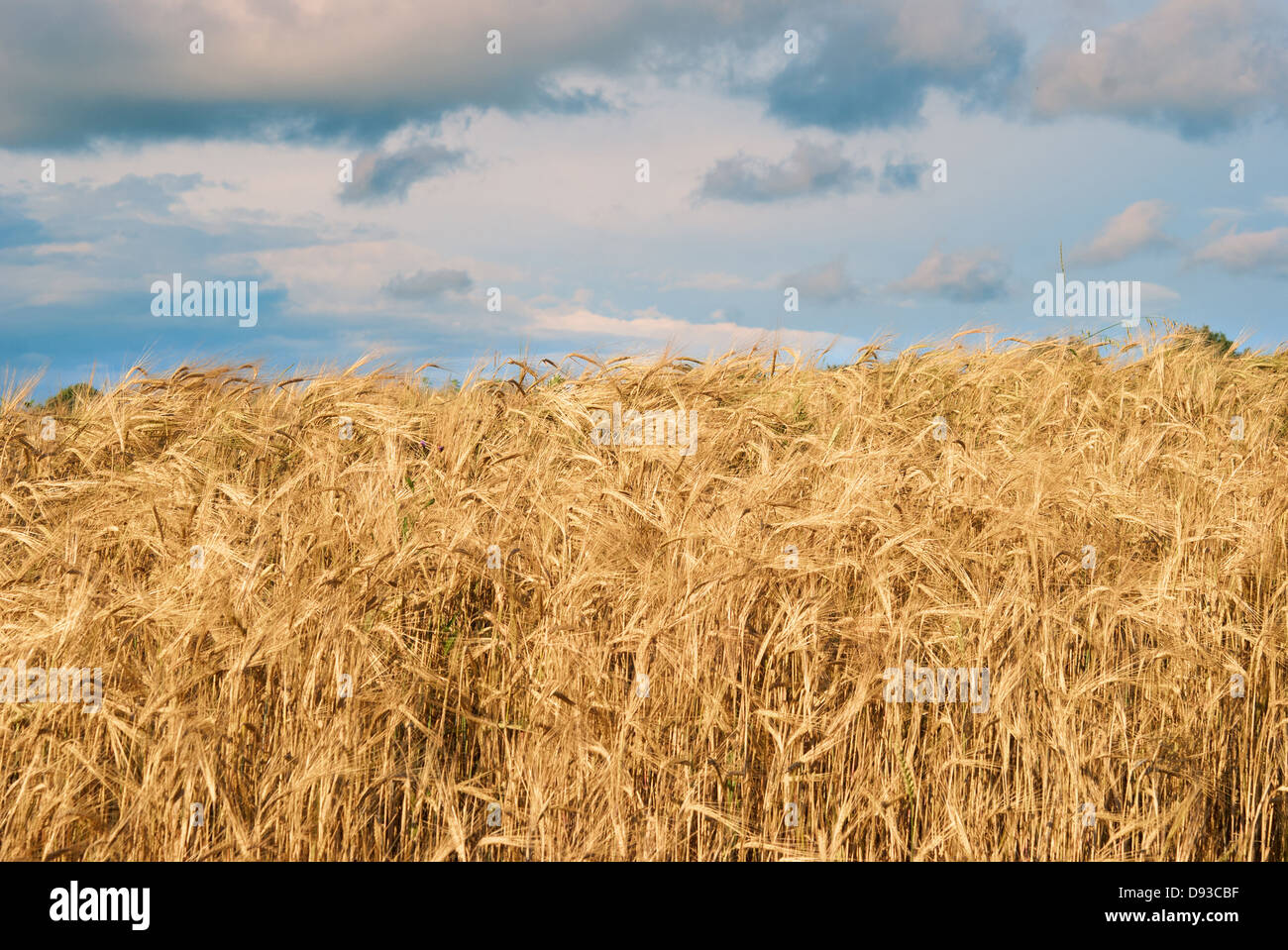 barley field on a background thunderclouds Stock Photo