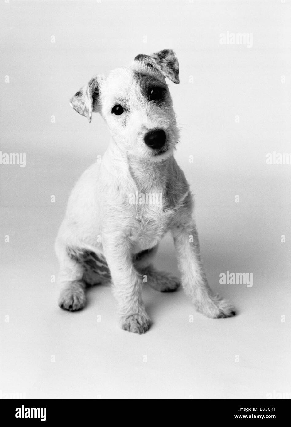 Cute sitting dog Black and White Stock Photos & Images - Alamy