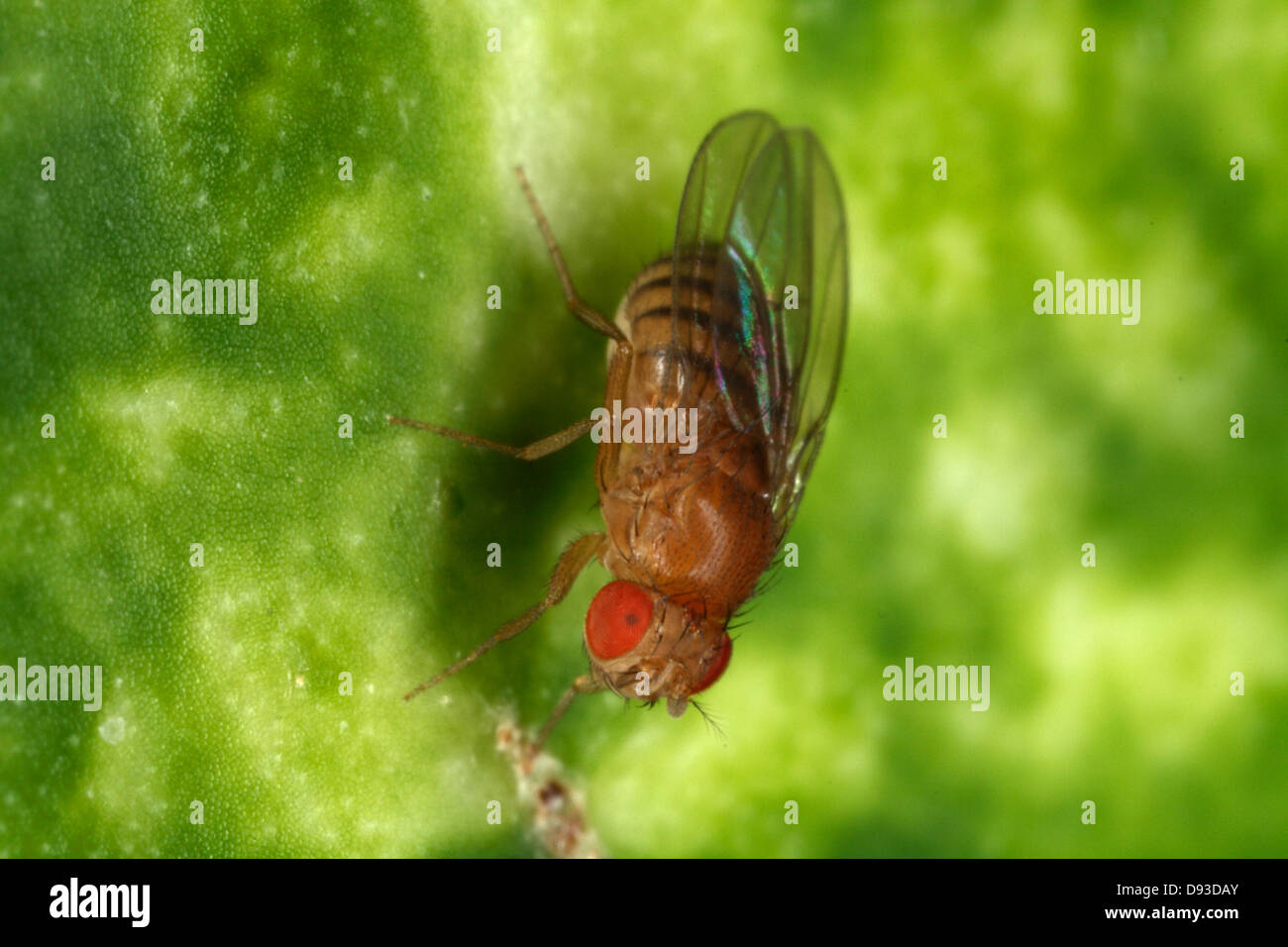 Drosophila melanogaster on a watermelon, close-up, Sweden. Stock Photo