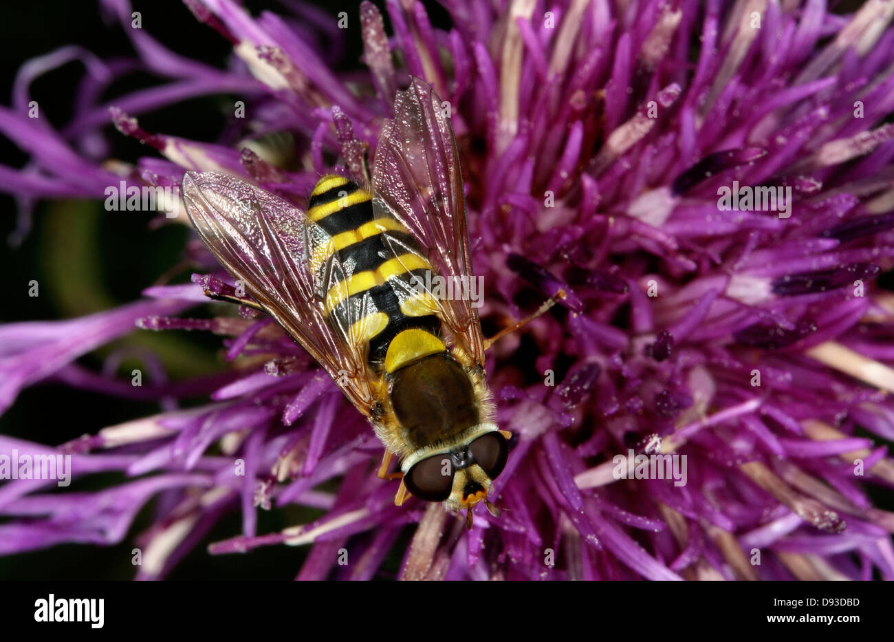 Knapweed up close hi-res stock photography and images - Alamy