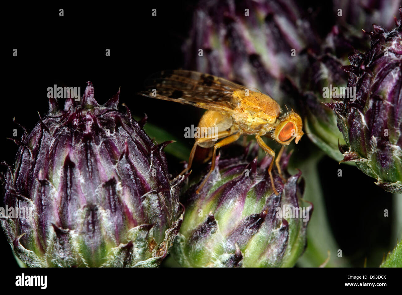 Fly eggs hires stock photography and images Alamy