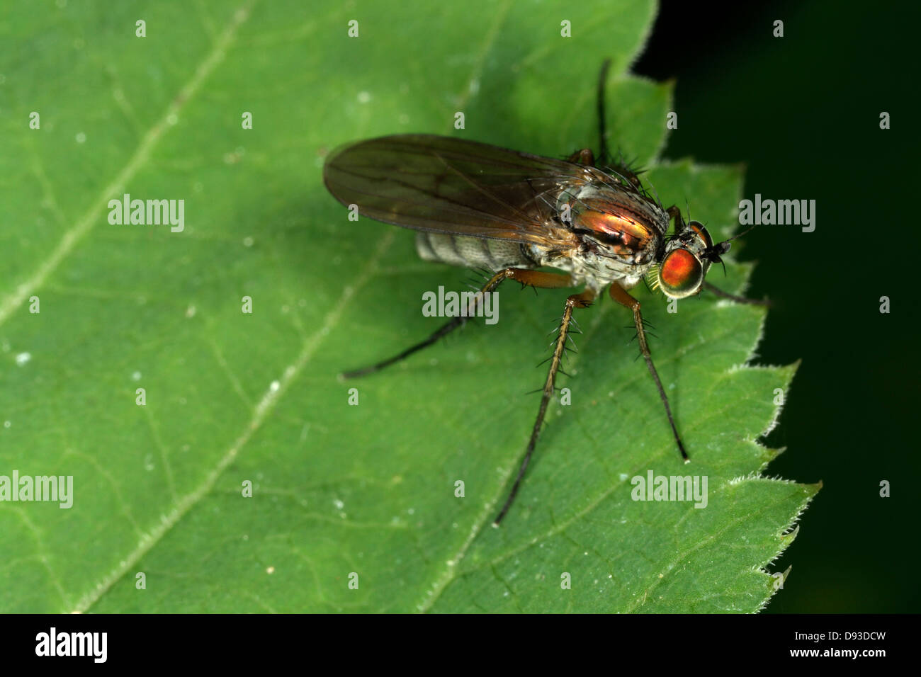 A long-legged fly, close-up, Sweden. Stock Photo