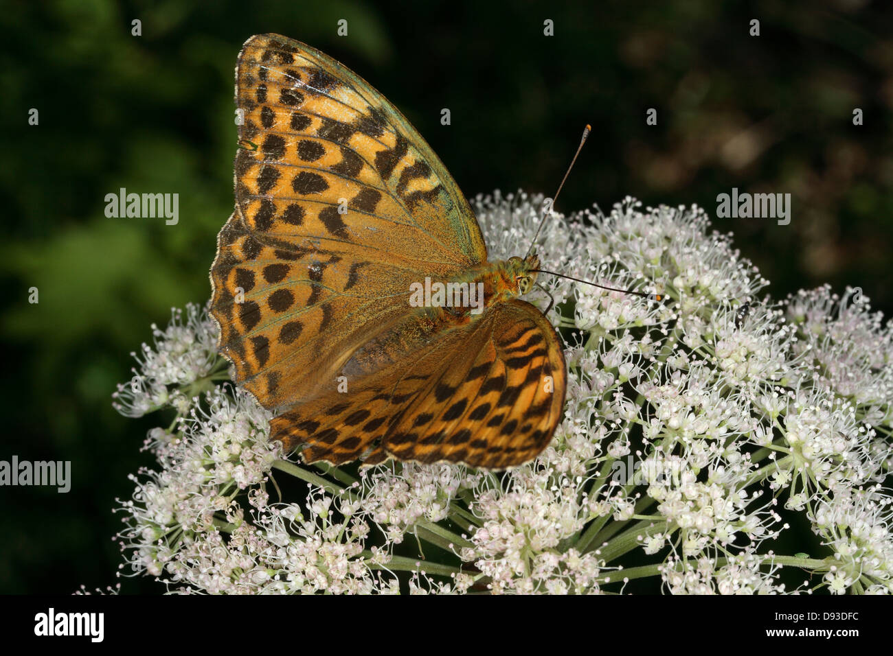 A butterfly, close-up. Stock Photo