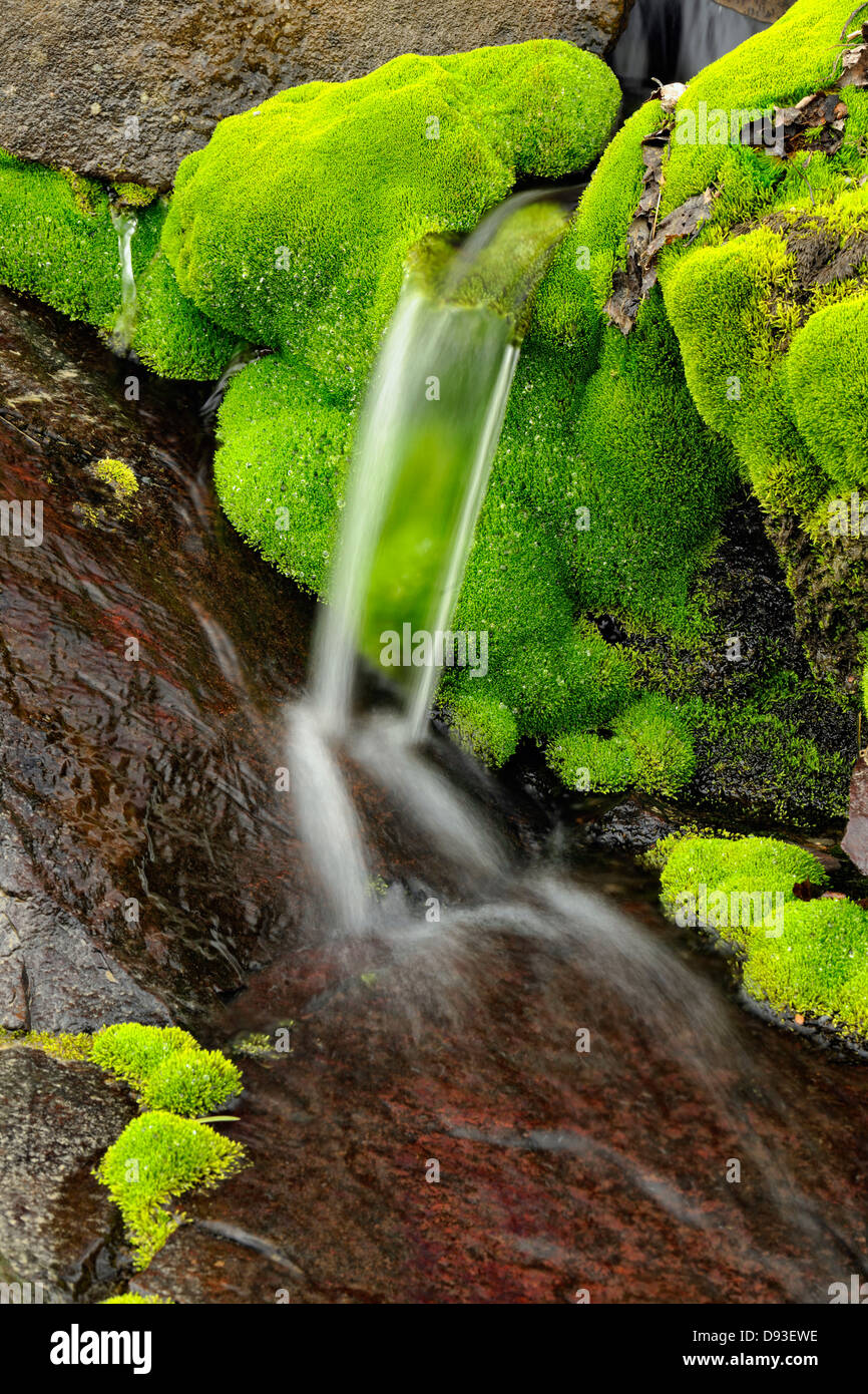 Spring cascade with clumps of moss Greater Sudbury Ontario Canada Stock Photo