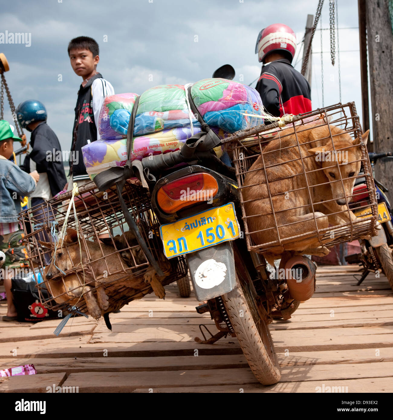 Dogs For Restaurant In Cages A Motobike Phonsaad, Laos Stock Photo