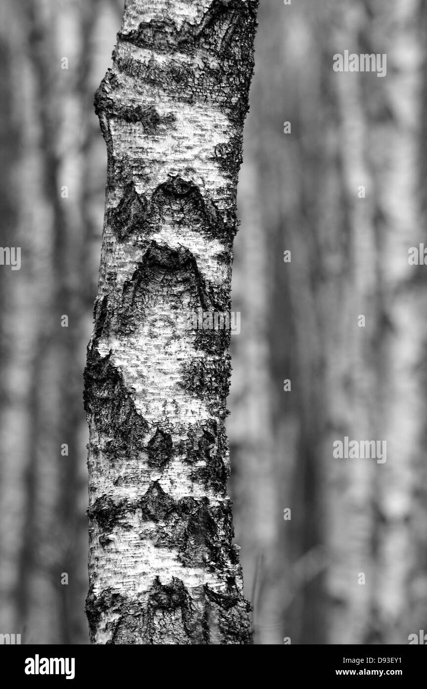 Birch trees. Stock Photo