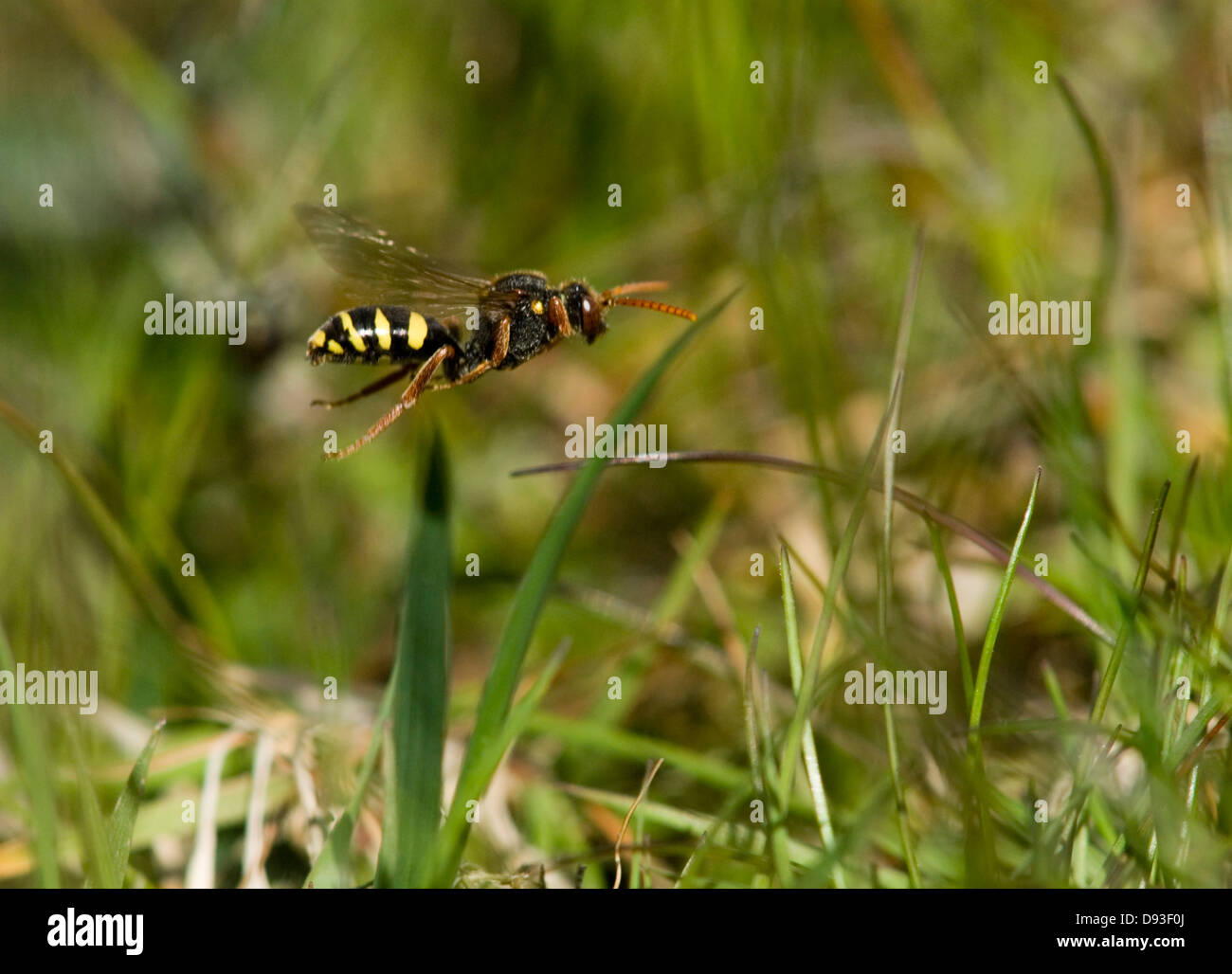 Hymenopteran flying over the grass, Sweden. Stock Photo