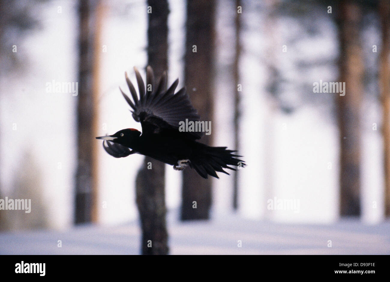 Bird flying, side view Stock Photo