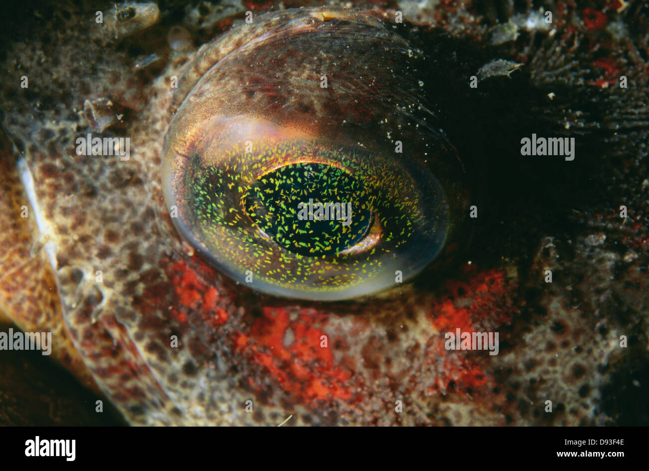 A fish, close-up Stock Photo - Alamy