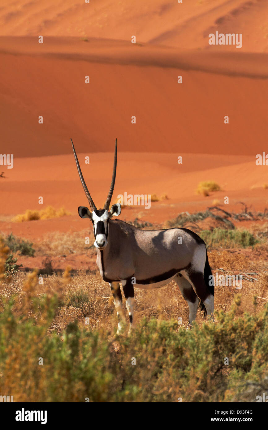 Gemsbok (oryx), and sand dunes, Namib-Naukluft National Park, Namibia, Africa Stock Photo
