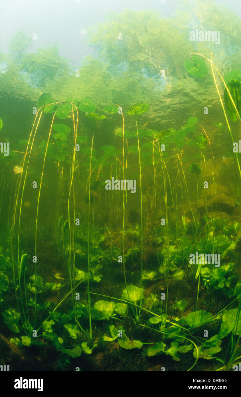 Aquatic plants with stones Stock Photo - Alamy, image size:845x1390