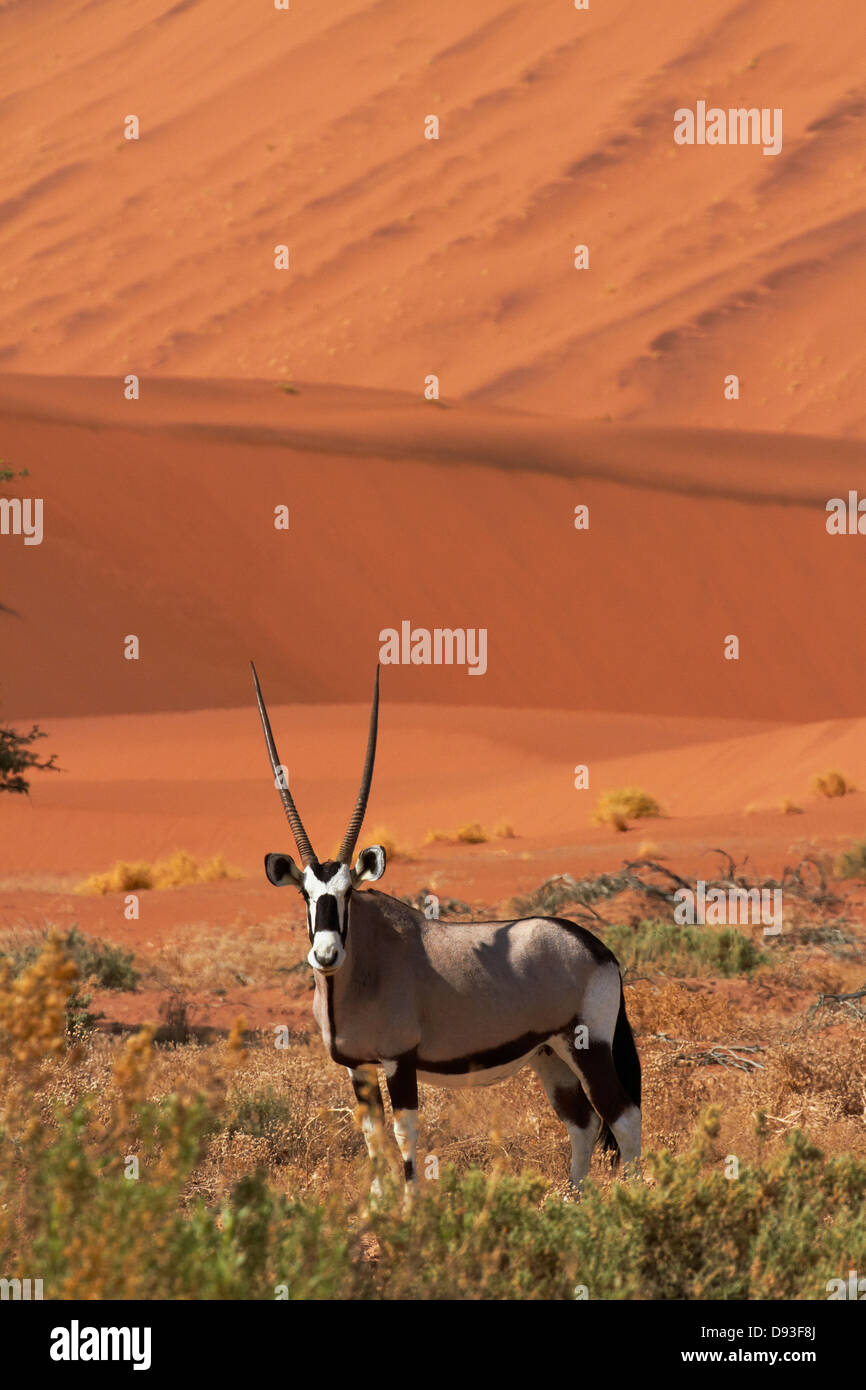 Gemsbok (oryx), and sand dunes, Namib-Naukluft National Park, Namibia, Africa Stock Photo