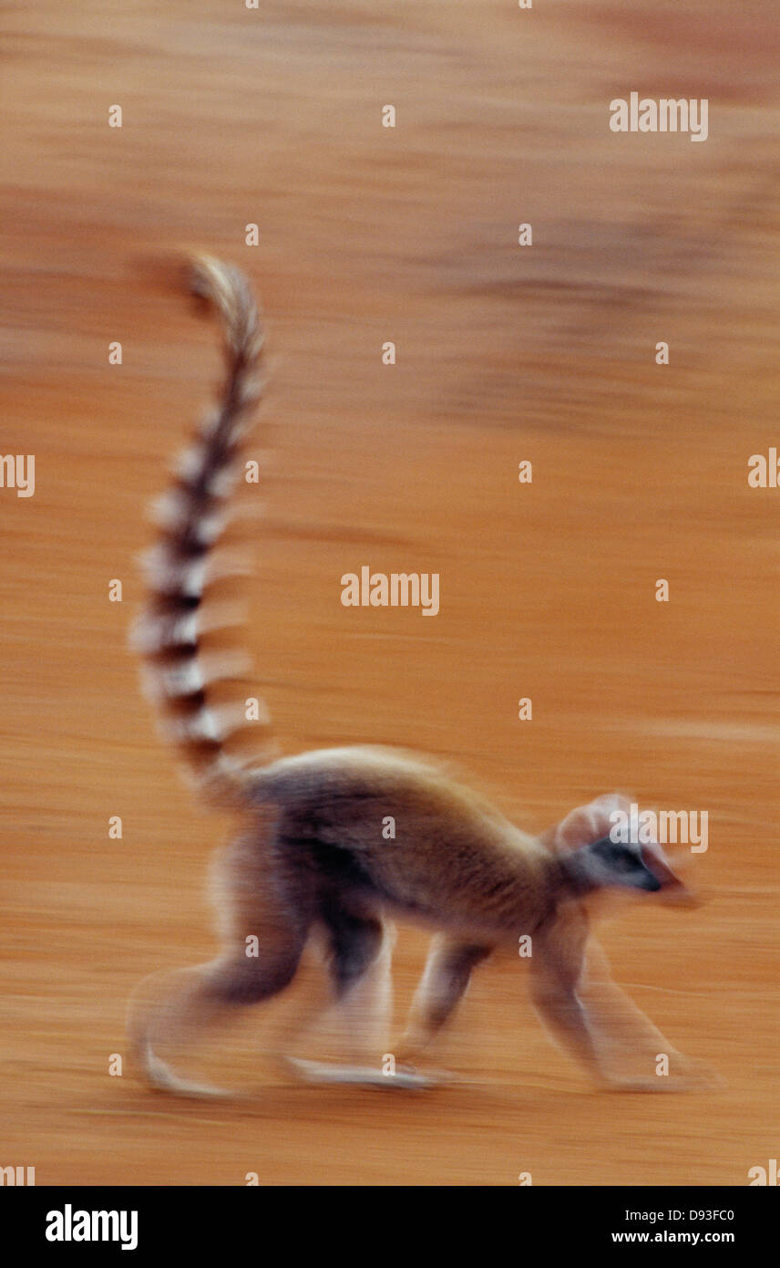 Ring tailed lemur running Stock Photo