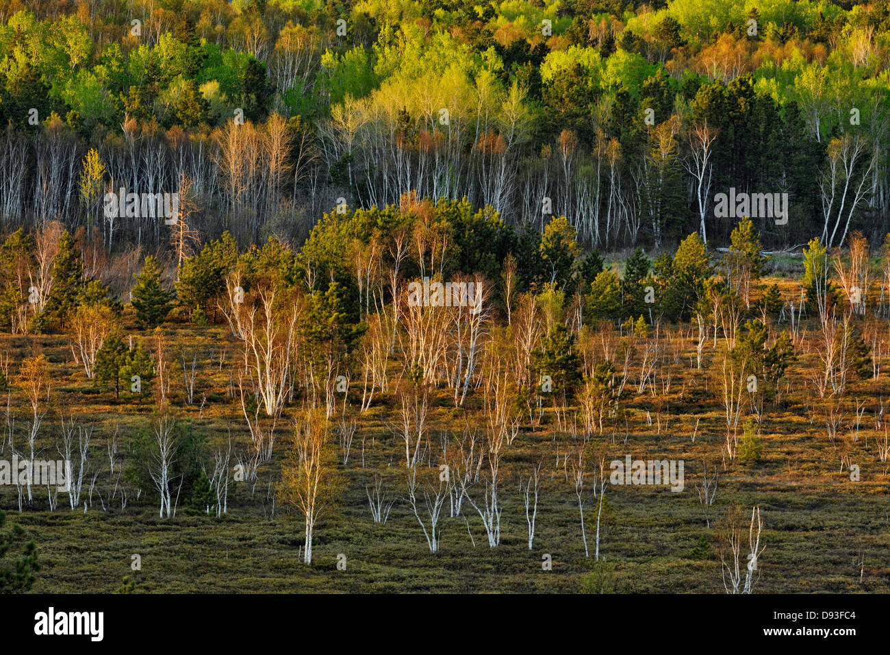 Birch pine and aspen trees in a beaver meadow and surrounding hillsides Greater Sudbury  Ontario Canada Stock Photo