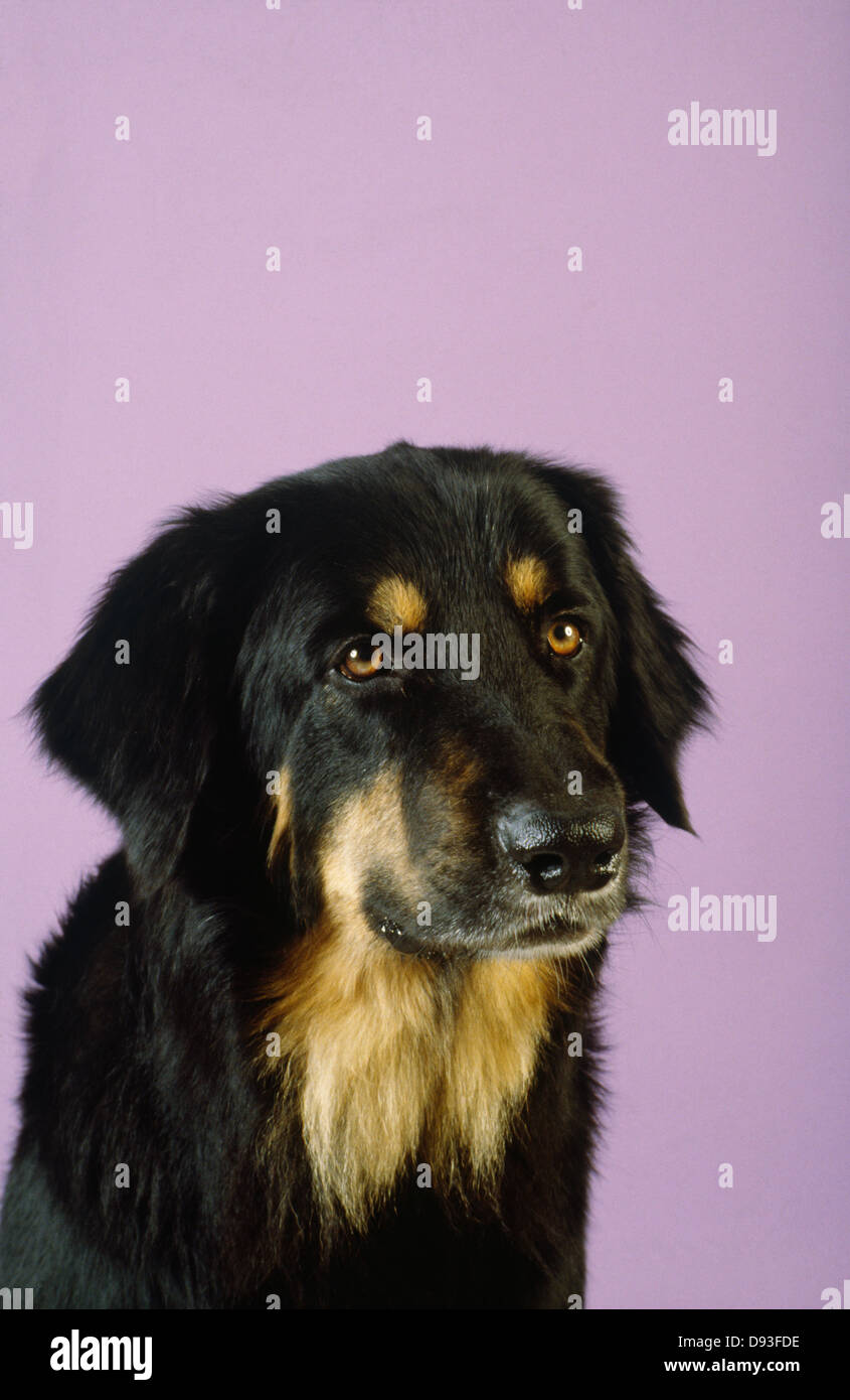 Purple dog hi-res stock photography and images - Alamy