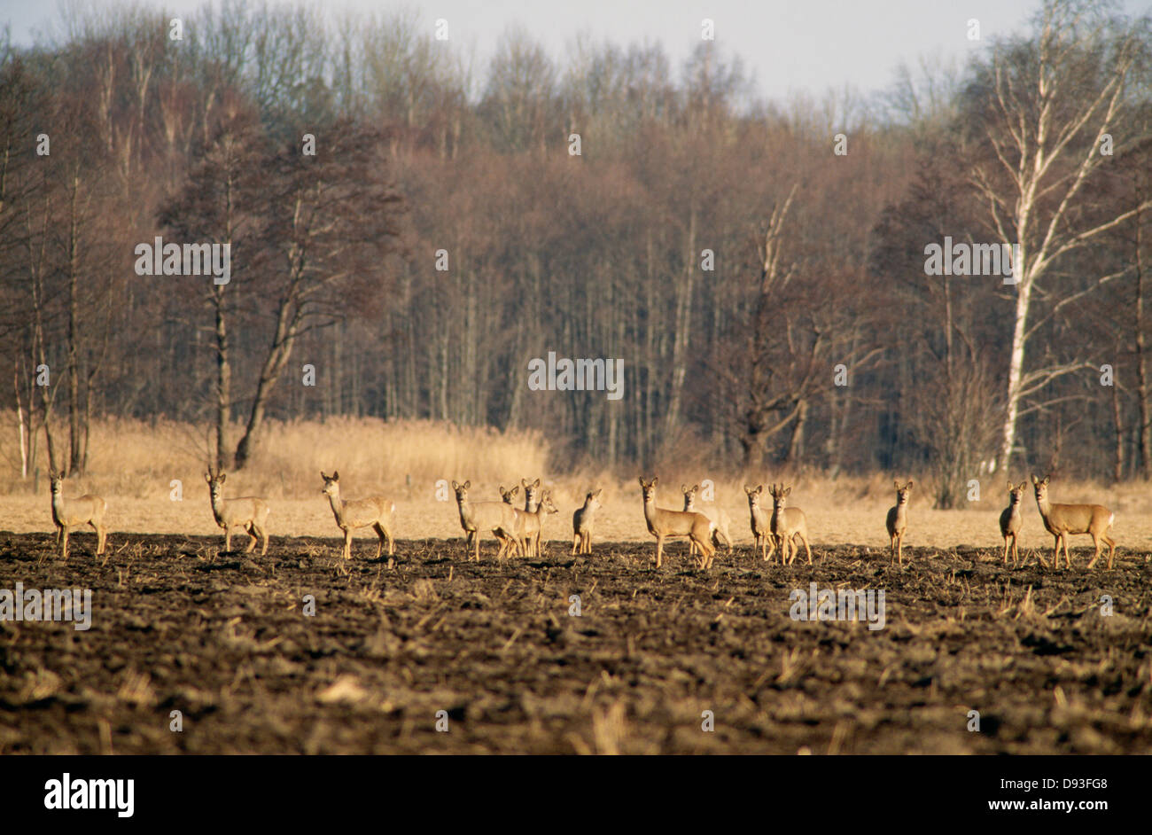 Herd of roe deer hi-res stock photography and images - Alamy