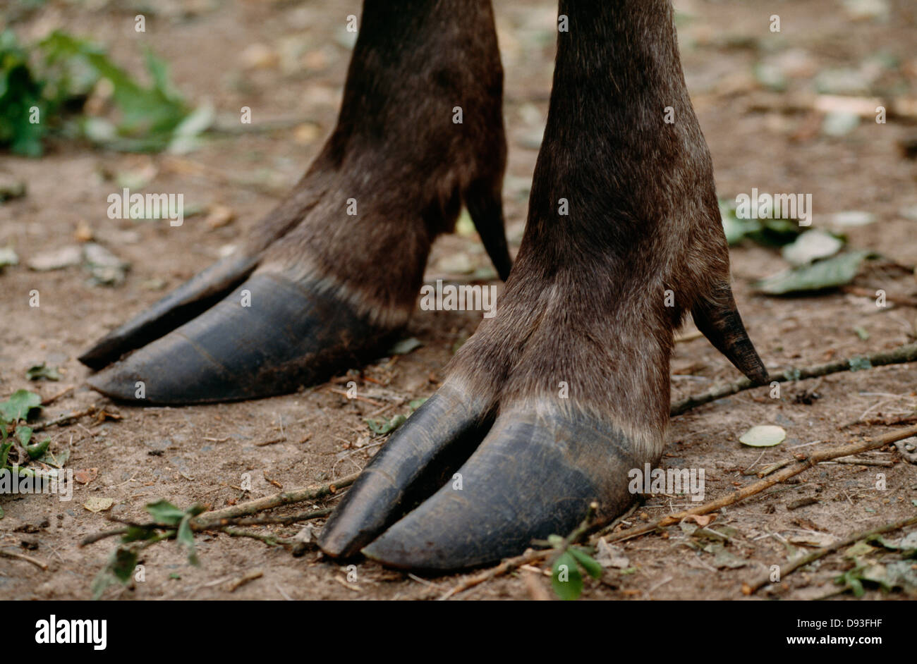 Hooves of animal, close-up Stock Photo