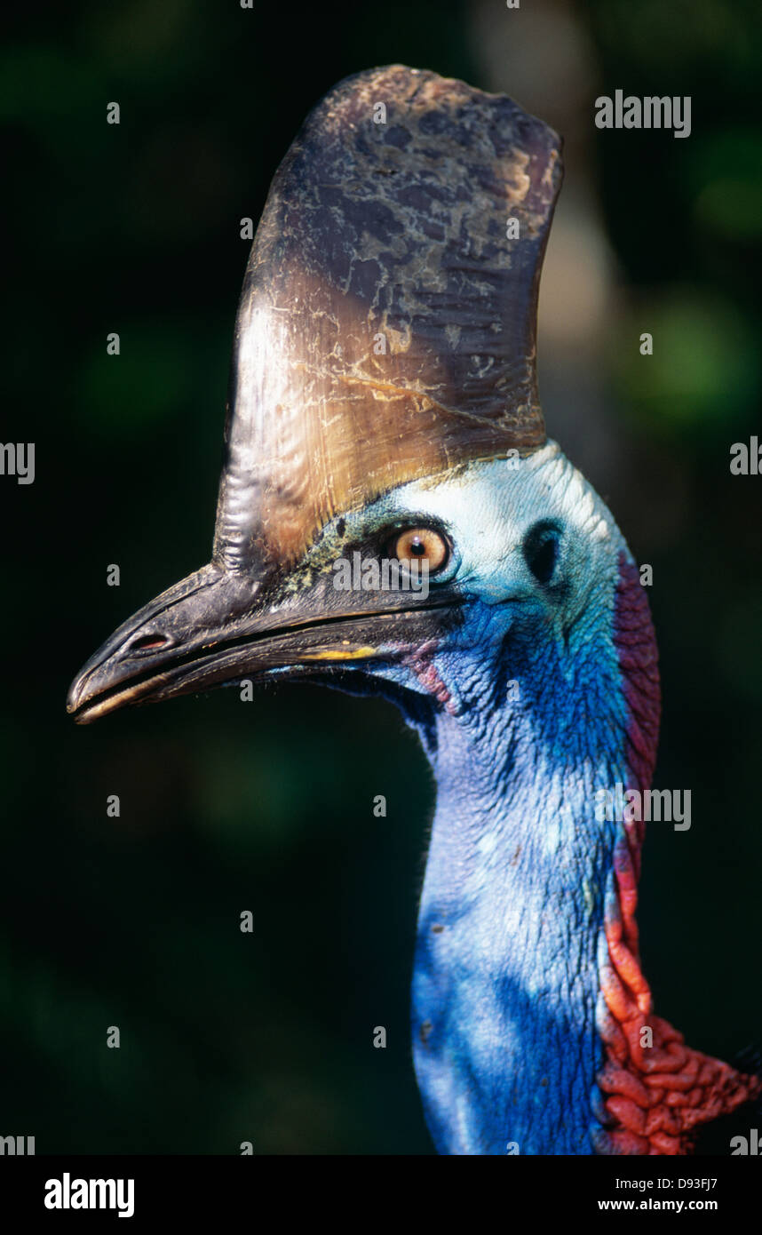 Colourful bird, close-up Stock Photo