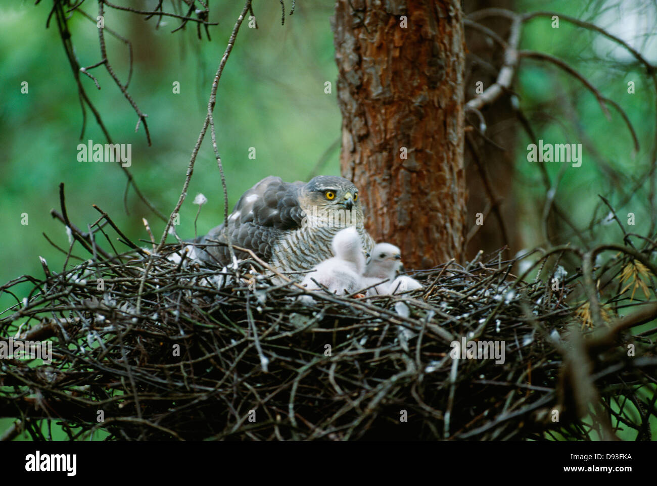 Sparrow hawk in nest with young animal Stock Photo