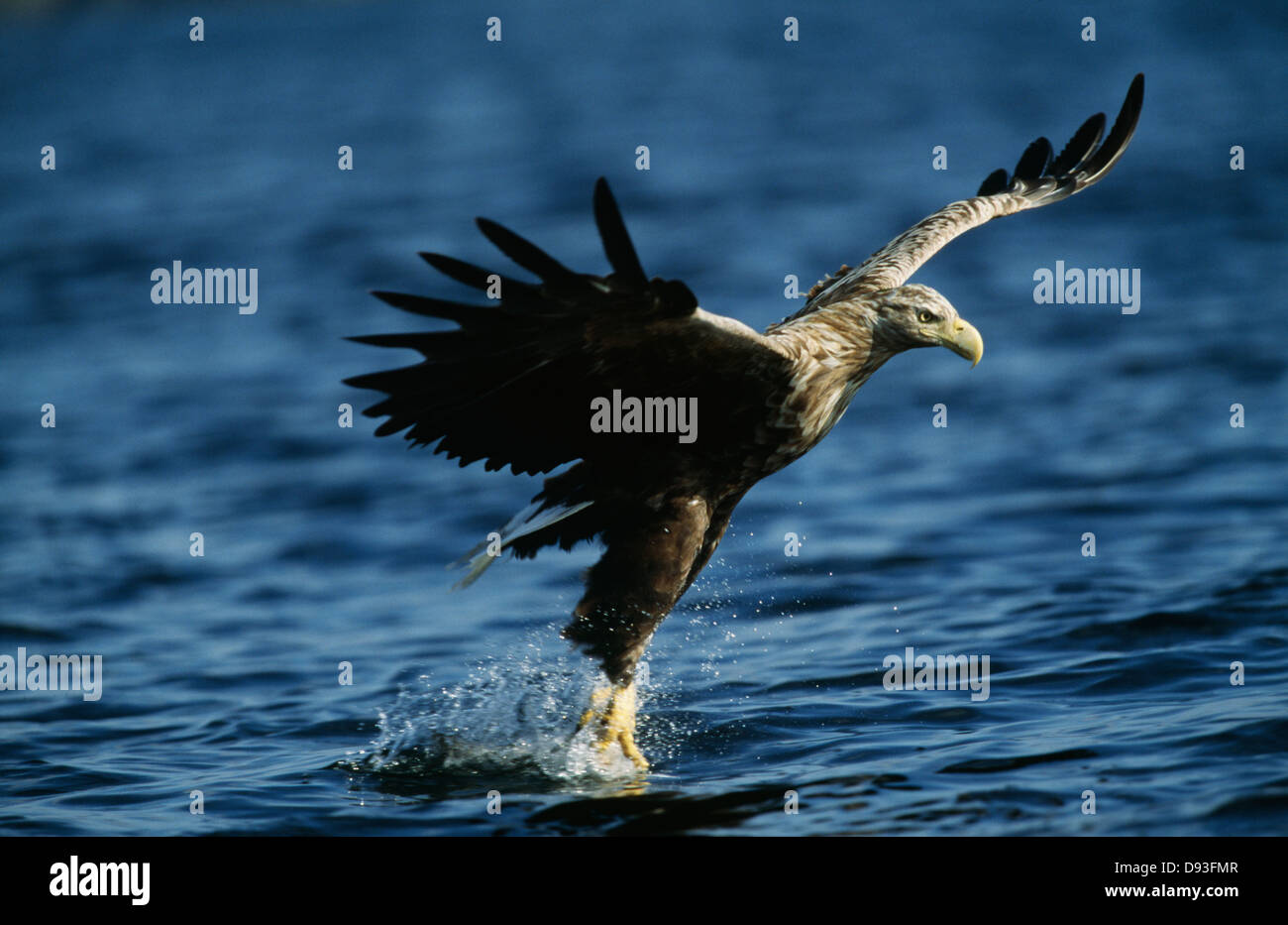 Eagle hunting above water Stock Photo