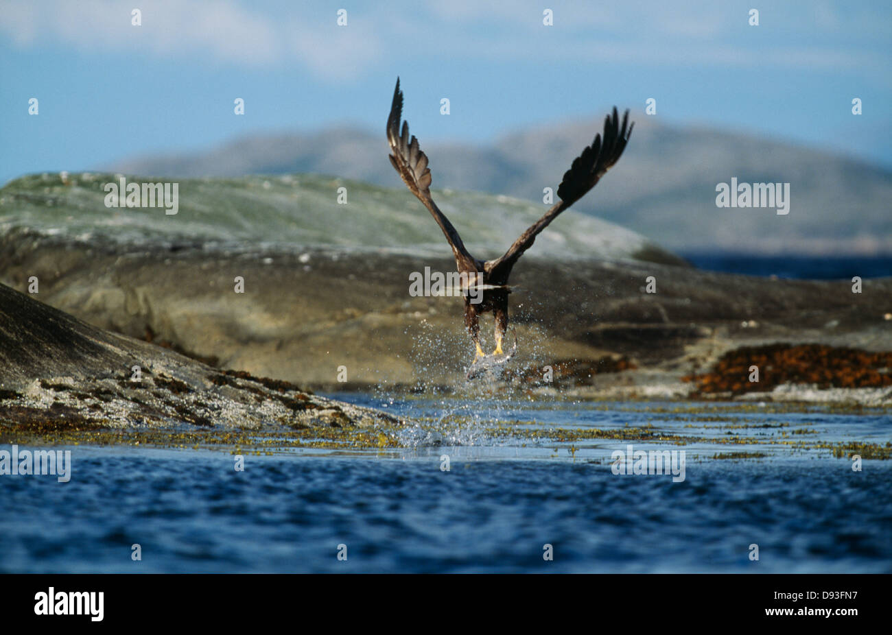 Whitetailed eagle holding prey Stock Photo Alamy