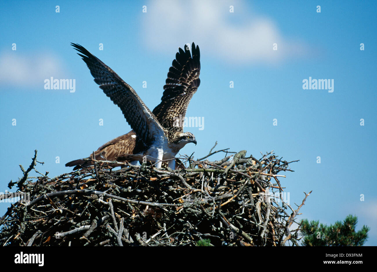 Osprey bird in nest Stock Photo - Alamy