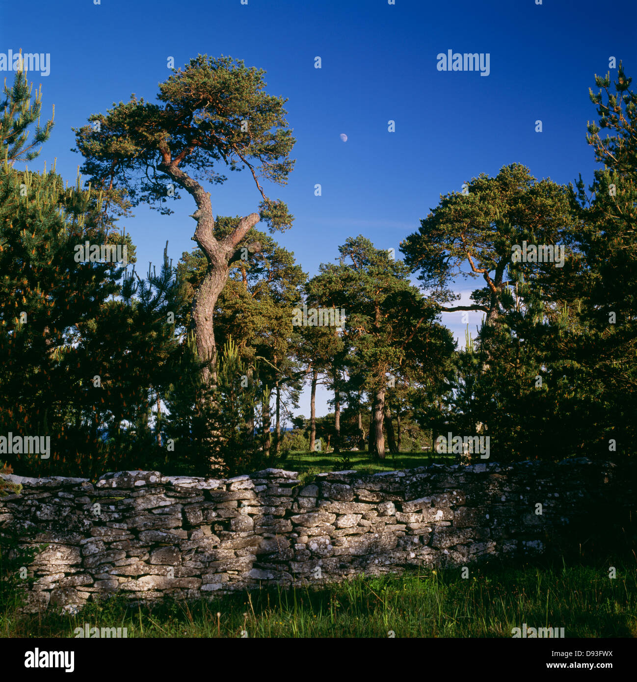 View of coniferous trees and stone wall Stock Photo