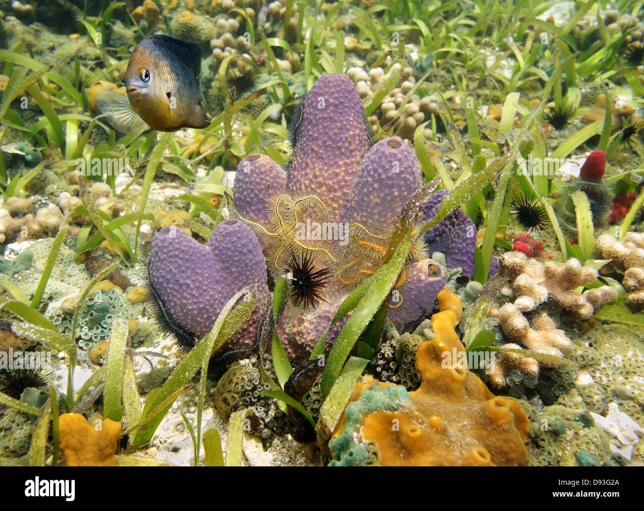 Colorful Branching tube sponge,Pseudoceratina crassa, with Brittle star in a coral reef, Caribbean sea Stock Photo