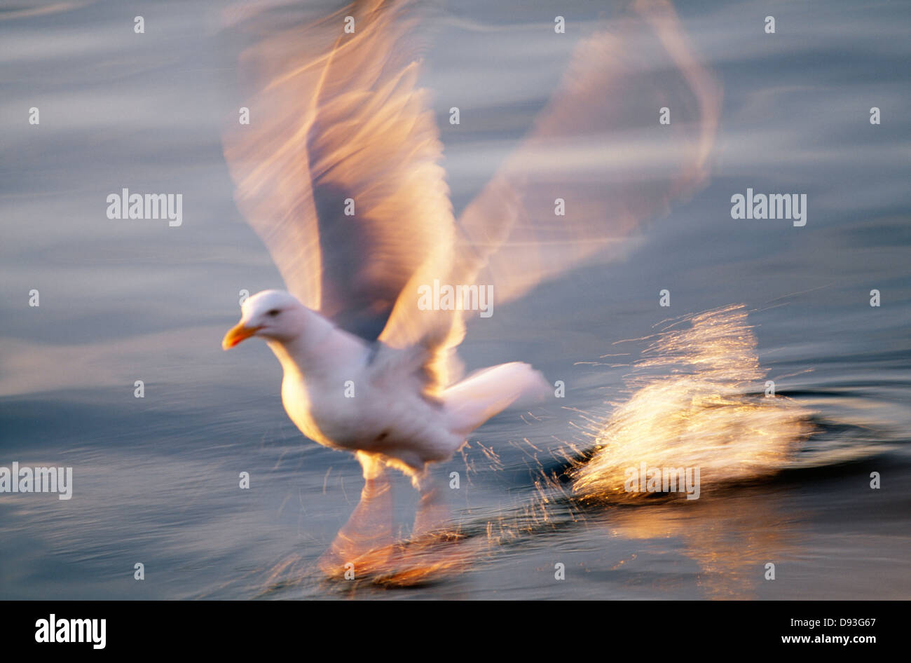 Birds flapping wings by water Stock Photo Alamy