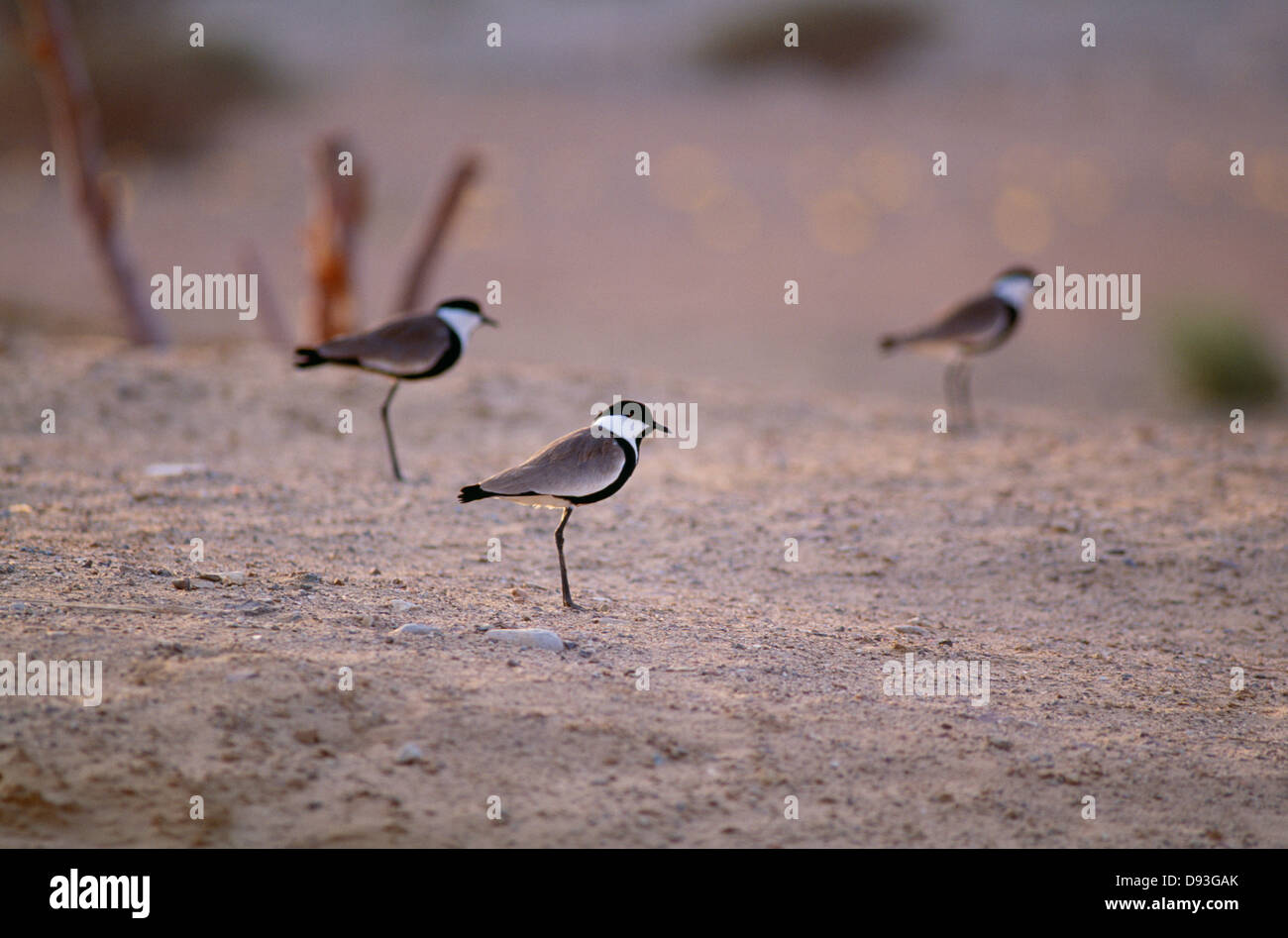 Birds standing on ground Stock Photo Alamy