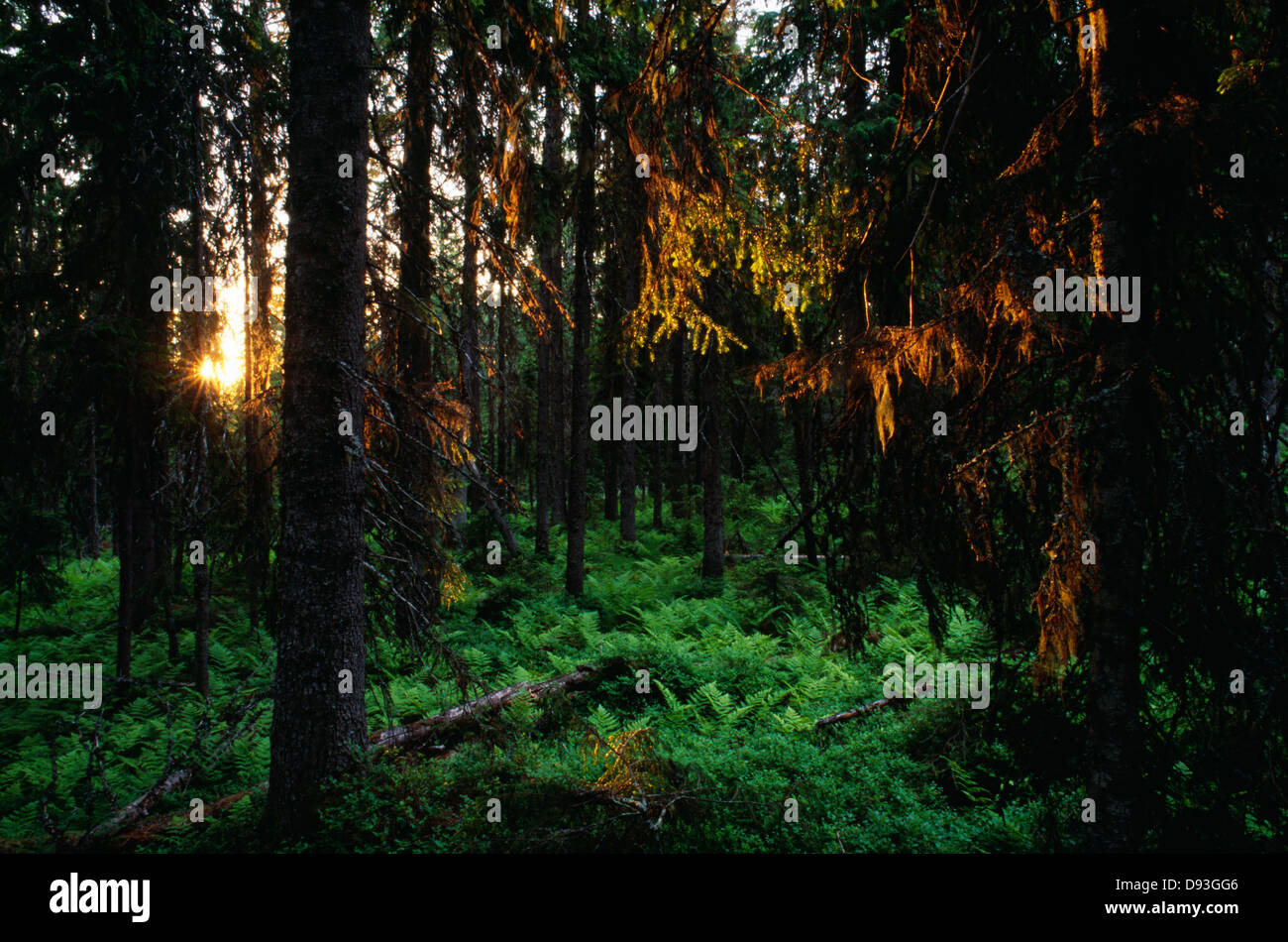 Dense forest numerous trees hi-res stock photography and images - Alamy