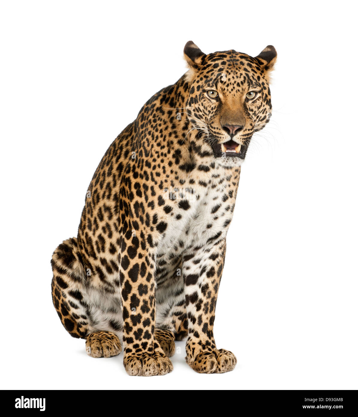 Leopard, Panthera pardus, growling and sitting in front of white background Stock Photo