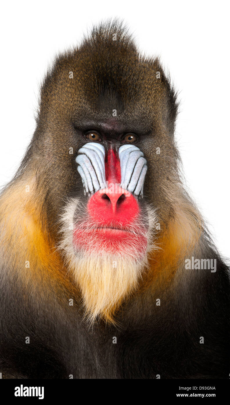 Close-up of a Mandrill, 22 years old, Mandrillus sphinx , against white background Stock Photo