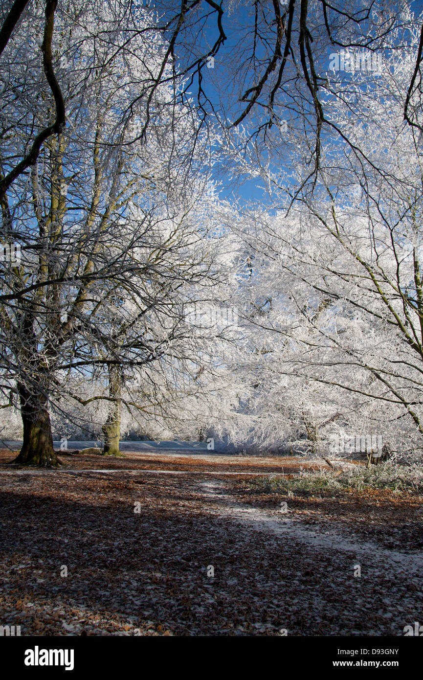 Trees in winter with a heavy hoar frost Stock Photo - Alamy