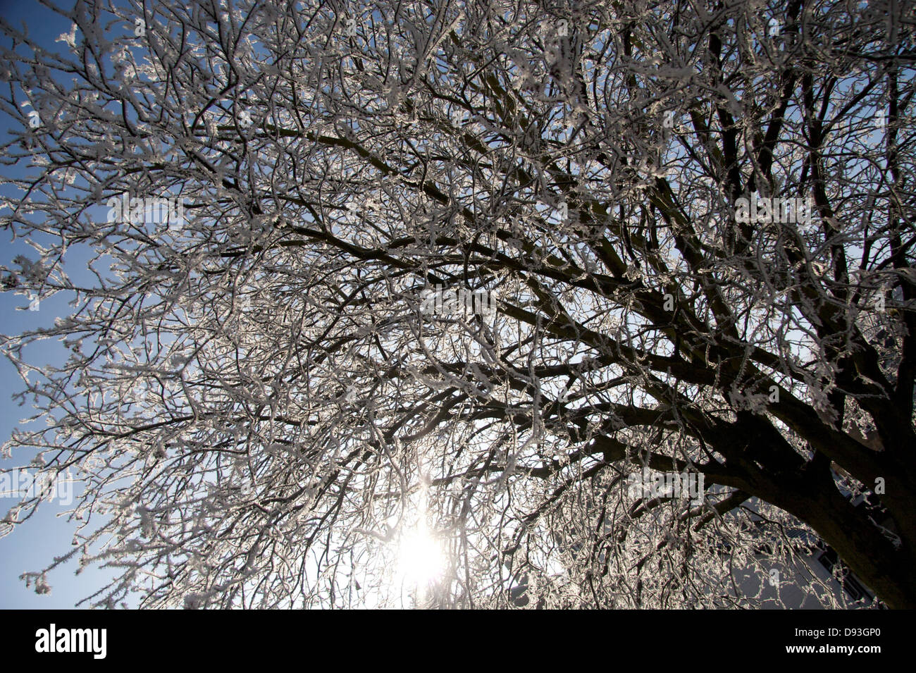 Trees in winter with a heavy hoar frost with sun behind Stock Photo - Alamy