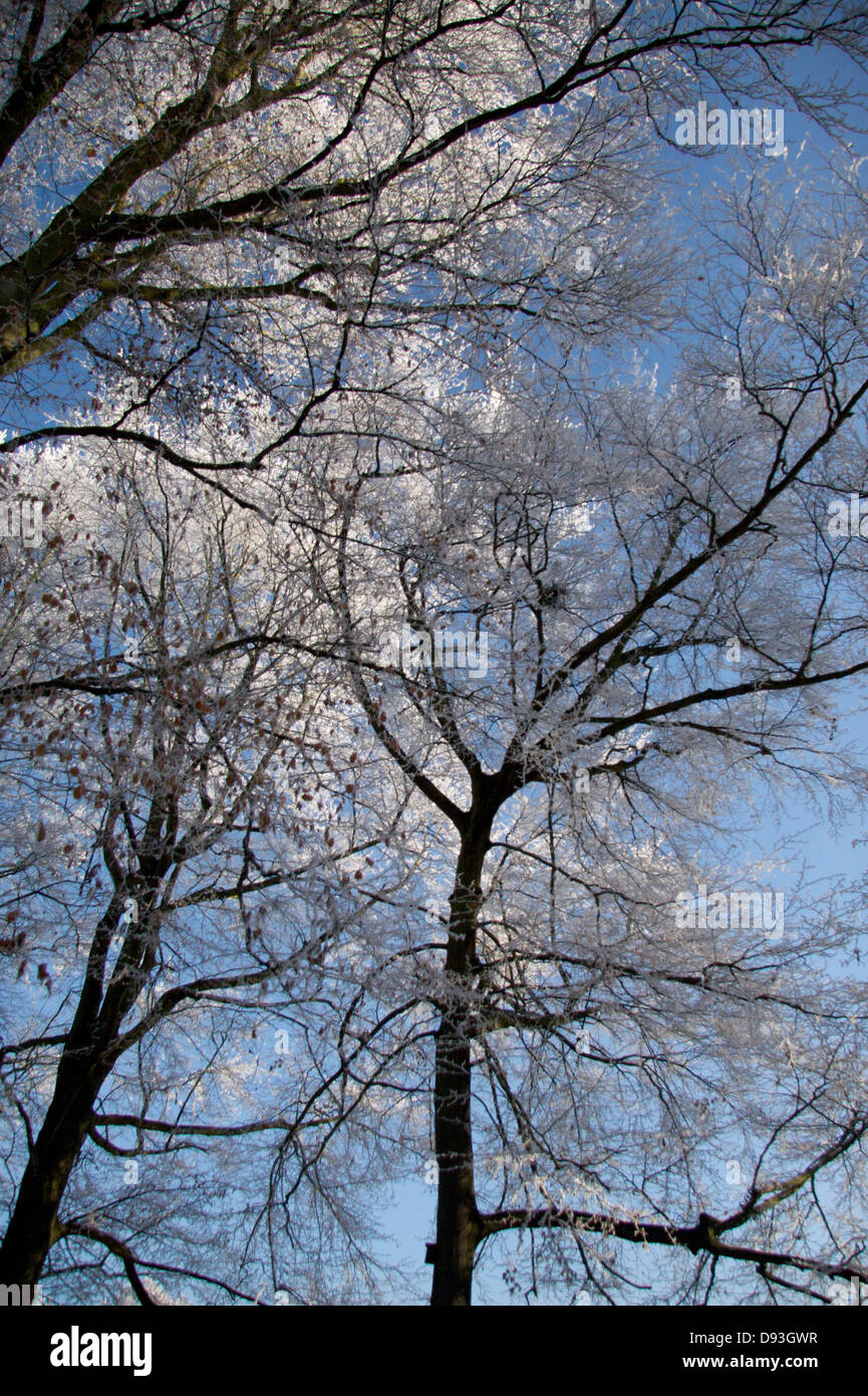 Trees in winter with a heavy hoar frost Stock Photo - Alamy