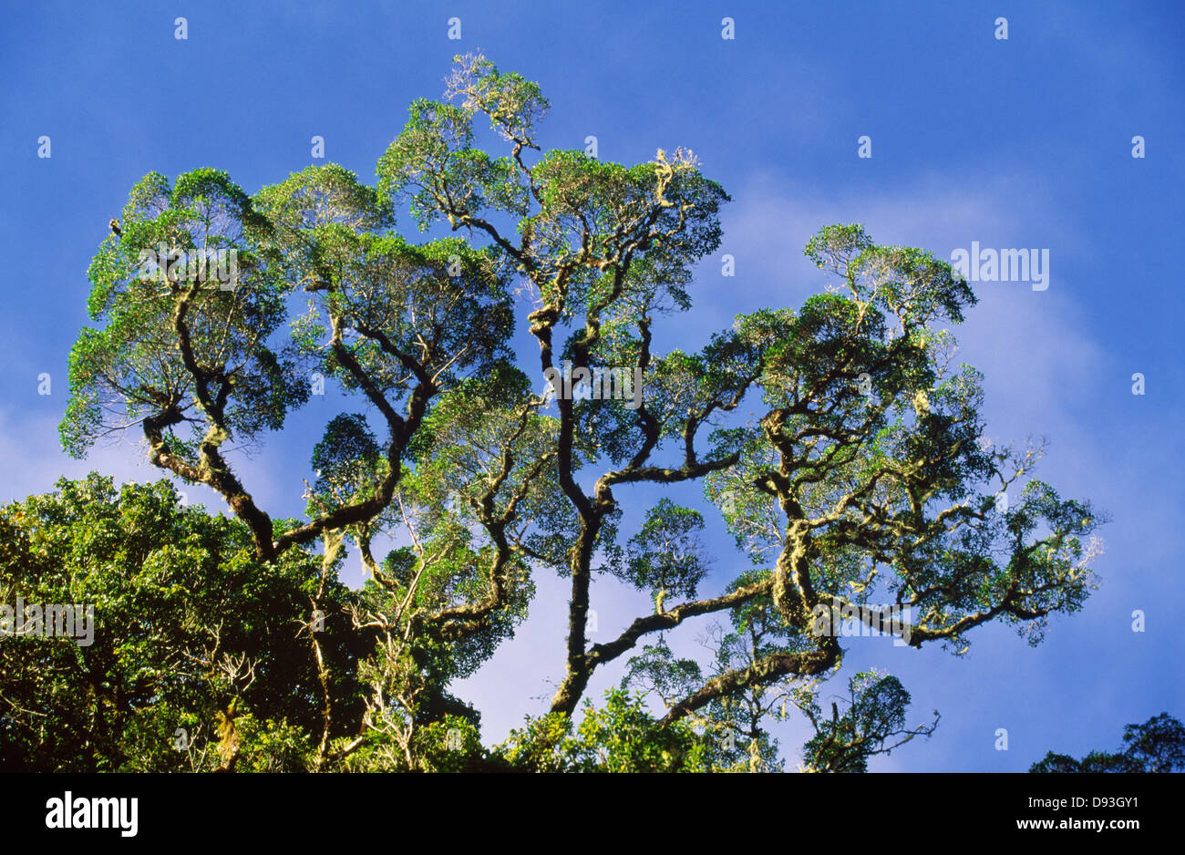 View of trees and sky Stock Photo