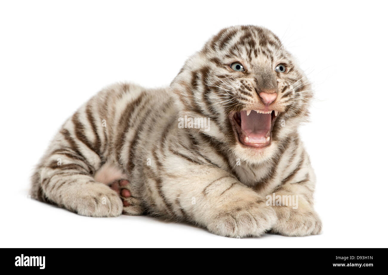 White tiger cub, Panthera tigris tigris, 2 months old, roaring and lying in front of white background Stock Photo